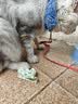 欢宠网宠物猫咪狗狗鞋子猫一次性脚套鞋套绑脚缠脚裹脚布自粘绷带鞋神器 实拍图