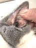 普安特宠物猫咪洗耳液耳螨狗狗滴耳液猫耳朵清洁耳垢臭痒漂护理液尔加分 实拍图