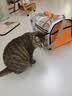 HELLOJOY猫包外出宠物便携单肩书包太空舱背包狗狗猫咪猫笼子外带携带用品 实拍图
