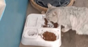 麦富迪猫粮 超肉粒冻干双拼成猫粮美毛护肠三文鱼10kg/20斤【宠物金选】 实拍图