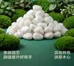 史丹利白石子水培石子天然铺面石白色鹅卵石原石庭院石头造景花盆 5斤 实拍图