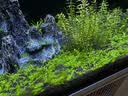 尼特利1号大师水草泥鱼缸专用水藻泥生态草缸底砂营养土8L/袋  实拍图