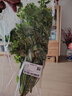 带根香菜100g 实拍图