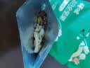 百草味高蛋白每日坚果660g/30袋 休闲零食大礼包全坚果含腰果开心果核桃 实拍图