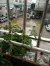 春草碧 玫瑰花苗【买2颗发3颗】庭院阳台地盆栽绿植物花卉老桩四季开花 D冰心之恋 实拍图
