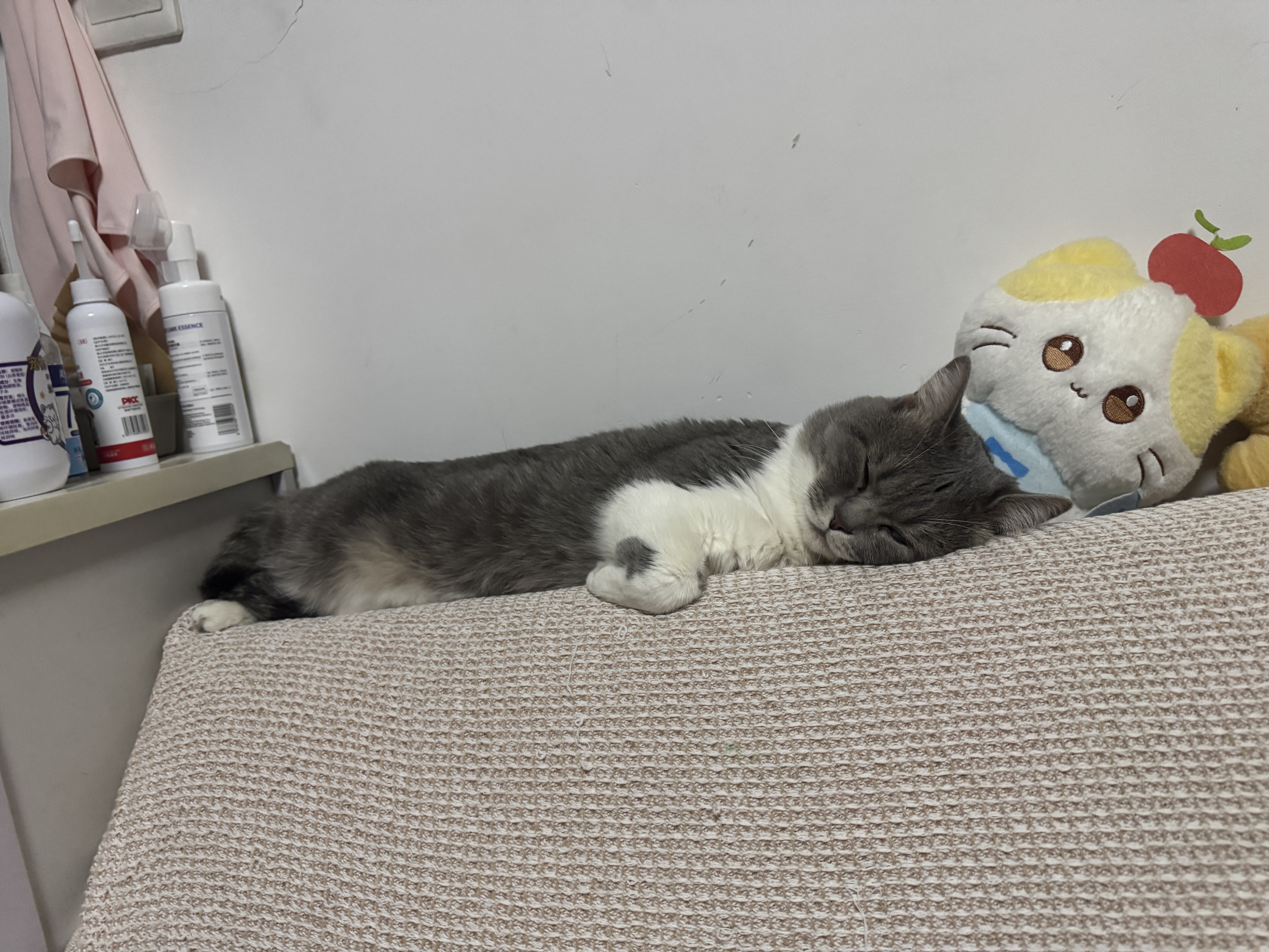 皇家猫粮 成猫猫粮 营养均衡 F32 通用粮 1-7岁 2KG 实拍图