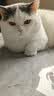 皇家英短成猫粮 BS34 通用粮 12月以上 4.5KG 实拍图