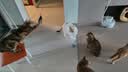 憨憨乐园猫玩具逗猫棒猫咪自嗨解闷神器懒人自动羽毛带吸盘铃铛猫咪用品 实拍图
