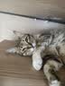 心粮 鲜肉羊乳流浪猫救助猫粮全期通用2kg 【鲜肉羊乳】通用猫粮2kg 实拍图