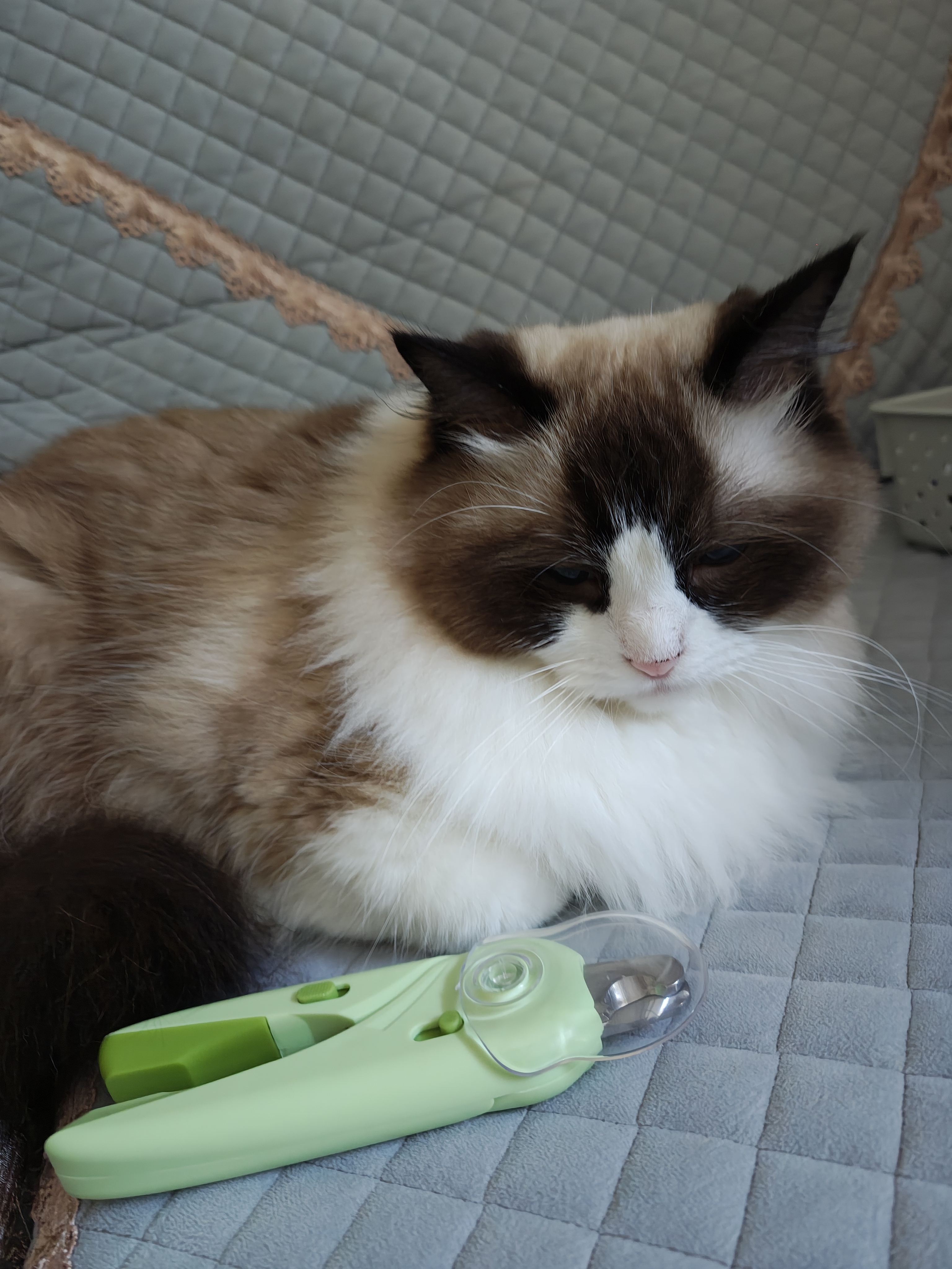 HELLOJOY猫咪指甲剪LED灯宠物猫猫狗狗剪指甲钳子神器指甲刀带灯 实拍图