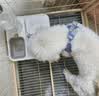 卫加狗粮成犬中大型犬幼犬粮德牧金毛罗威1-7岁犬粮2.5kg 实拍图