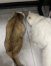 Orijen渴望猫粮 成猫幼猫粮 全价通用无谷原味鸡肉进口1.8kg效期27/5 实拍图