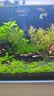 沃韦朗（VOONLINE）鱼缸灯水草灯LED全光谱草缸水族夹灯 【水草版】沃韦朗夹灯16W 实拍图