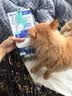 新宠之康宠物猫咪狗狗电解质葡萄糖粉能量恢复体弱虚钾钠液盐脱水中暑应激 实拍图