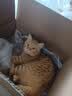 pidan猫砂 豆腐猫砂2.4kg*4包强力吸臭纯猫砂 可冲厕所非膨润土砂 实拍图