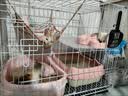 喵先生猫笼可折叠猫笼子带厕所一体大号双层猫别墅猫舍猫窝家用猫咪笼子 加固加密丨白色700双层丨适合1只成猫/2只幼猫 【赠】豪华款套餐礼包 可折叠款丨加密加固丨双层大空间 实拍图