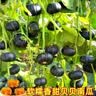 京喜加惠和1号贝贝南瓜新鲜蔬菜生鲜减肥减脂早餐沙拉单果100g起 贝贝南瓜 9斤 净重 实拍图