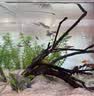 尼特利（NETLEA）水草泥鱼缸净水营养土水族养鱼水藻泥免水洗种植土草缸底砂 基肥120g（分装） 实拍图