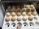 京鲜生 无抗保洁鲜鸡蛋30枚/盒 健康轻食 礼盒送礼 1.5kg/盒 源头直发 实拍图