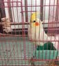万宠汇 鸟活体虎皮鹦鹉笼养牡丹玄风活鸟学说话手养小太阳鹦鹉宠物鹦鹉 黄化玄风鹦鹉1只（公母备注） 实拍图