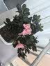 花翁杜鹃花盆栽四季开花带花苞过年花卉室内植物阳台鲜花绿植源头直发 实拍图
