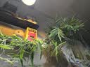 劉閣蘭花米竹红观音竹苔玉球苔藓球水培竹子室内植物盆栽桌面盆景客厅绿植 桌案推荐】红杆观音竹3年老桩苗苔藓球送底座 实拍图