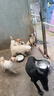 比瑞吉狗粮小型犬中大型犬爱不将就系列狗粮冻干三拼鸭肉梨通用犬粮10kg 实拍图