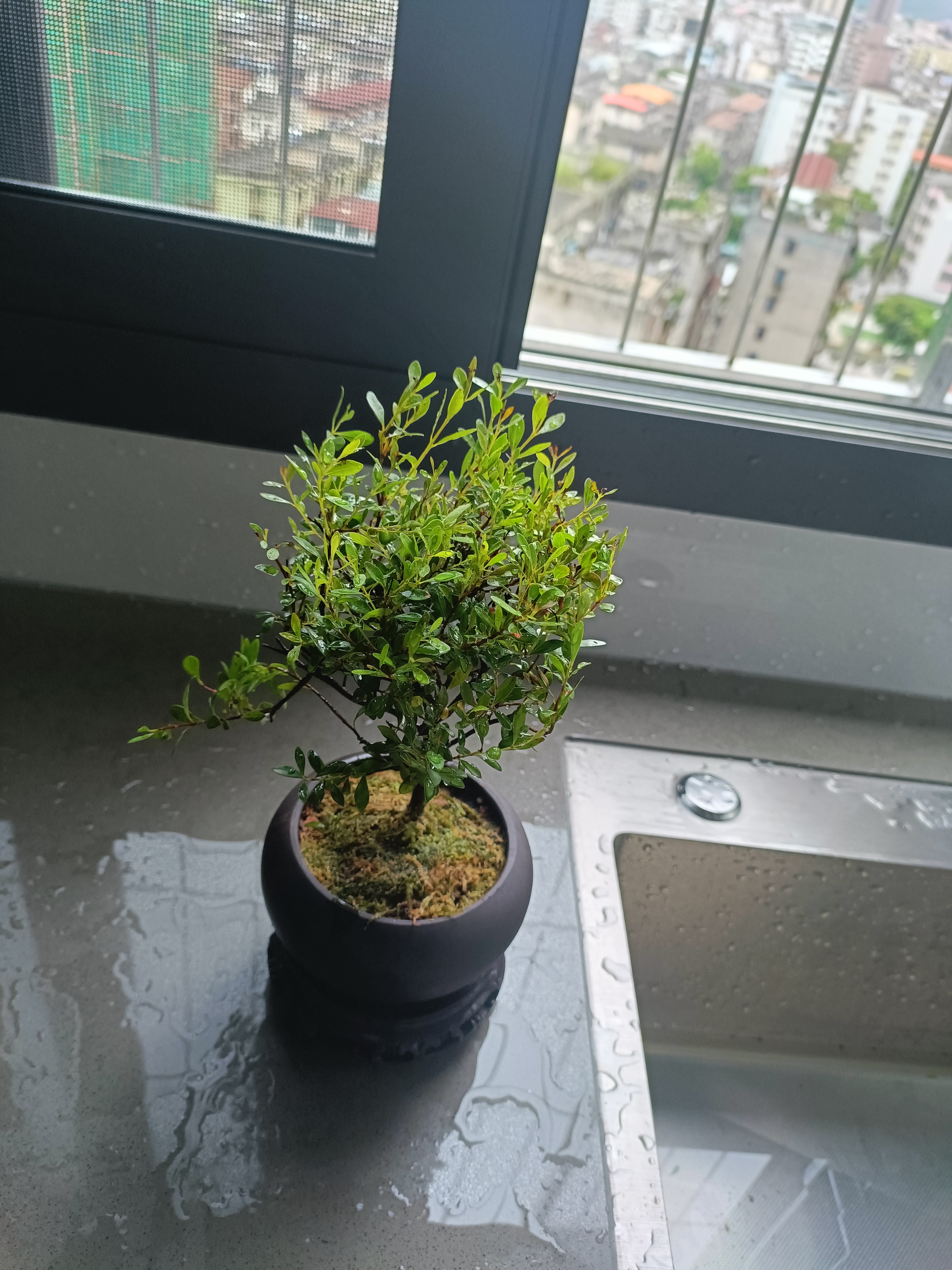 京悠雨金丝楠木小叶赤楠盆景老桩盆栽苗花卉办公室内桌面小绿植好养四季 小叶赤楠+舍得陶瓷圆盆+方形底托+苔藓+肥料 不含托盘 实拍图