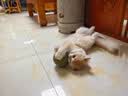 欢宠网猫薄荷球猫玩具猫咪磨牙自嗨解闷神器耐咬逗猫棒猫猫小猫幼猫宠物 实拍图