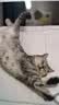 LEGENDSANDY蓝氏全价猫粮生骨肉冻干成猫幼猫猎鸟乳鸽9kg(1.5kg*6)【囤货装】 实拍图