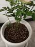 美益棵营养土养花种菜通用型40L园艺大包装蔬菜多肉盆栽绿植有机泥炭土 实拍图