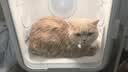 京猫宠物烘干箱猫咪自动吹干机家用洗澡神器吹毛烘干神器狗狗吹风吹水 方糖Pro【68L/6D循环风】高配款-白色 实拍图