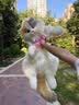 Chongker宠客淡三花猫背包仿真玩偶公仔毛绒玩具安抚送礼女生生日礼物 实拍图