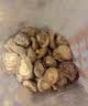 十月稻田 金钱菇 200g 干香菇 小香菇 山珍菌菇干货 煲汤火锅炒菜食材 实拍图