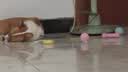 HELLOJOY狗狗玩具球小狗磨牙棒骨头耐咬狗咬胶小型犬宠物用品幼犬自嗨解闷 实拍图