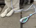 嬉皮狗宠物p链p绳狗狗牵引绳遛狗链子防爆冲舒适握感 紫色1.55米 实拍图
