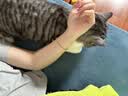 皇家猫粮 美短成猫粮 ASA31 通用粮 12月以上 2KG 实拍图