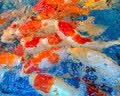 派乐特 加厚生化过滤棉鱼缸生化黑棉净水养鱼滤材 黑色中孔40*30*3cm 实拍图