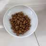皇家猫粮 英短成猫粮 BS34 通用粮 12月以上 2KG 实拍图
