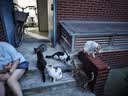 喵梵思流浪猫猫粮营养鸡肉通用全阶段宠物猫主粮爱心救助猫粮5kg 【海辰款】流浪猫猫粮10斤装 2个月及以上 实拍图