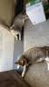 冠能猫粮 成猫猫粮鸡肉味10kg 全价猫粮 稳固免疫【宠物金选】 实拍图