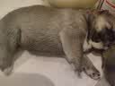拜达尔猫咪幼猫0乳糖羊奶粉200g狗狗幼犬绵羊奶宠物新生营养2罐 实拍图