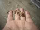暮秋小主豹纹守宫活体小蜥蜴活物异宠温顺可爱入门新手柠檬霜橘子苗爬宠 火红棕鬃狮蜥（幼苗亲人） 实拍图