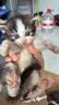 好主人猫条猫咪零食 喵舔酱火腿肠猫罐头白肉汤罐成猫幼猫通用营养开胃 猫咪零食大礼包870g 实拍图