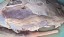 大庄园进口原切牛腱子净重2斤 草饲生鲜牛肉酱卤炖煮食材【真原切】 实拍图