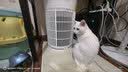美的家用宠物空气净化器 吸猫毛除过敏源猫猫搭子猫毛净化器杀菌消毒除猫狗异味 卫健委备案 小怪兽PET500【宠物专享】 实拍图