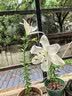 香水百合种球带芽四季开花室内外阳台多头百合耐寒好养 混色【带芽发货】 2个球（实惠） 实拍图