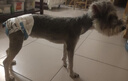HEARTGARD犬心保狗狗进口驱虫药小型犬驱蛔虫钩虫预防心丝虫原研药6粒装 实拍图