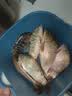 川泽高端竞技线组成品主线组PE加固配件全套鱼线主线绑好黑坑大物线组 5.4米PE加固线组(3卷装) 2.0号 实拍图