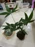 八芽水培植物发财树小盼菩提桌面盆栽净化空气室内摆件办公室绿植花卉 双杆发财树-轻奢小蓝瓶-几何木架 含盆 实拍图